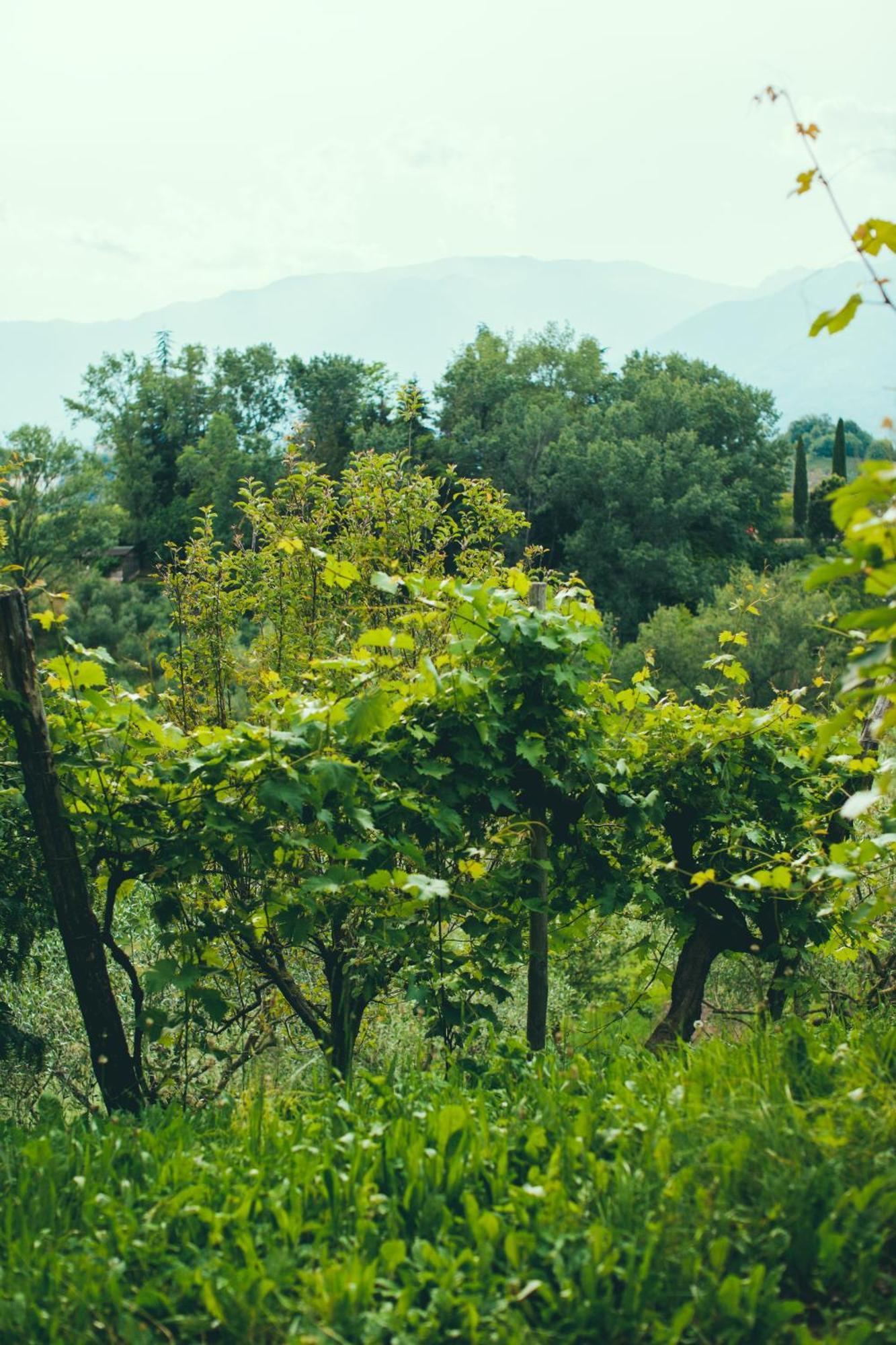 Asolo Norah'S Hill Agri Rooms Monfumo エクステリア 写真